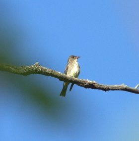 Olive-sided Flycatcher (Contopus cooperii)