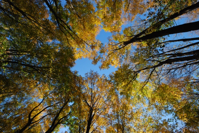 Fall Canopy