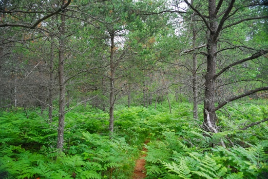Trail through Ferns
