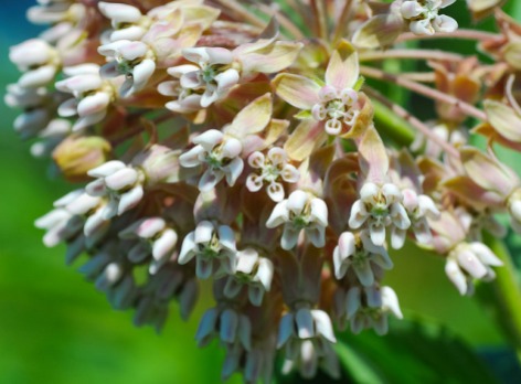 Common MIlkweed