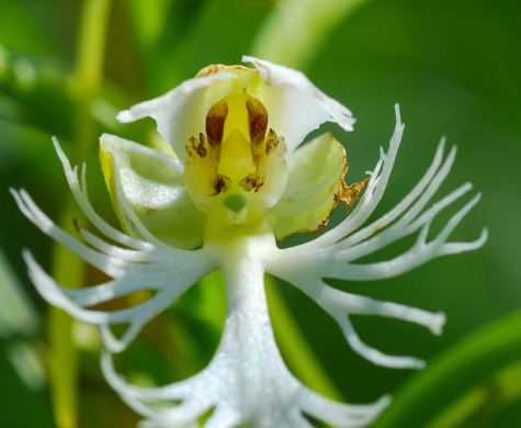 Eastern Prairie White-Fringed Orchid