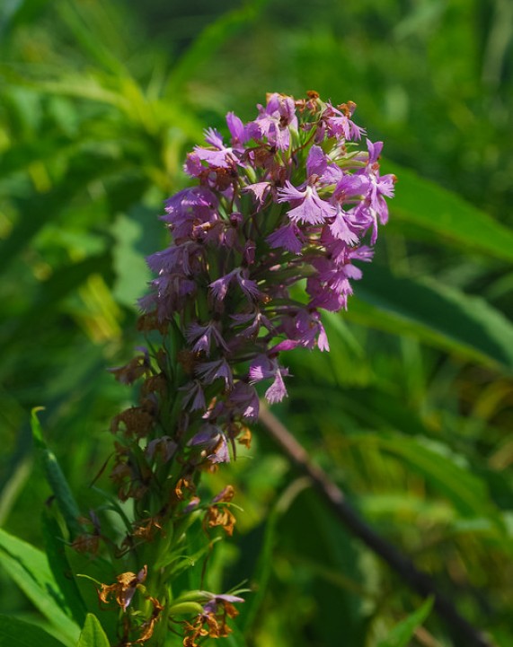 Purple-Fringed Orchid